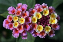 lantana-camara_13Sep23
