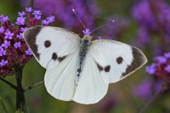 large-white_27Sep22