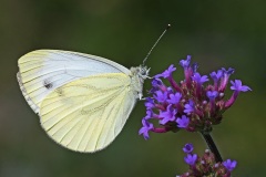 large-white_28Jun22