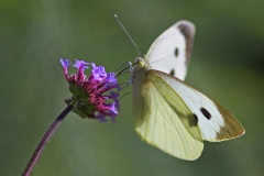 large-white_28Sep22