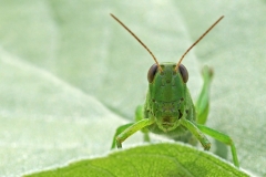leek-grasshopper_16Aug20