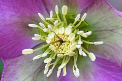 lenten-rose_10Feb24