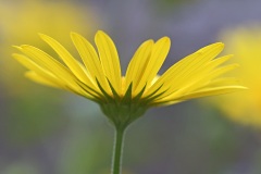 leopards-bane_01Apr22