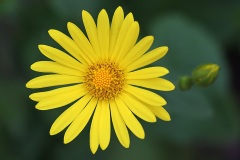 leopards-bane_02Apr22