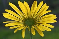 leopards-bane_30Mar24