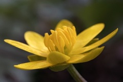 lesser-celandine_04Mar24