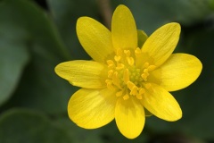 lesser-celandine_20Mar22