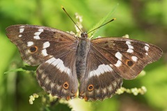 lesser-purple-emperor_27Aug25