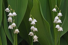 lily-of-the-valley_06May25