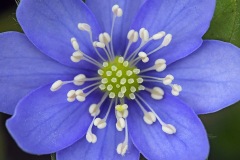 liverleaf_11Mar24