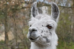 llama_06Feb23