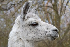 llama_07Feb23