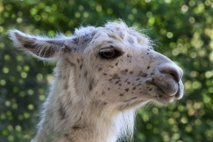 llama_27Sep14