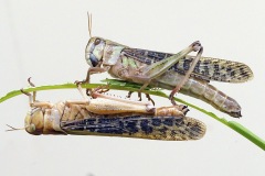 locust_11Sep25