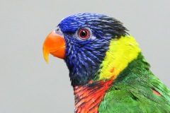lorikeet_09Feb23