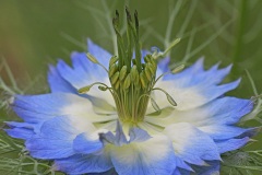 love-in-a-mist_26May25