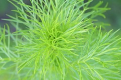 love-in-a-mist_30Apr26
