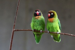 lovebirds_08Feb23