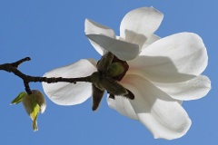 magnolia_14Mar26