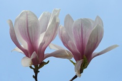 magnolia_27Mar24