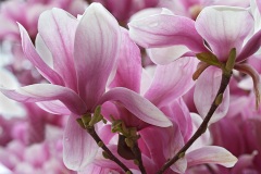magnolia_28Mar24