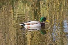 mallard_08Mar22