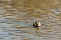 mallard_09Mar22