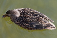 mallard_10Mar22