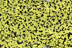 map-lichen_09Oct11