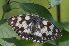 marbled-white_01Jul18