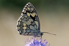 marbled-white_02Jul18