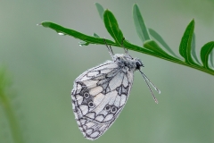 marbled-white_27Jun11