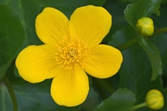 marsh-marigold_05Apr24