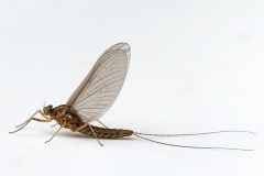 mayfly_25Apr24