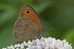 meadow-brown_25Jun22