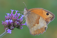 meadow-brown_30Jun26
