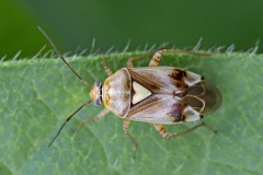 meadow-bug_26Jun22