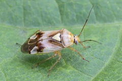 meadow-bug_27Jun22