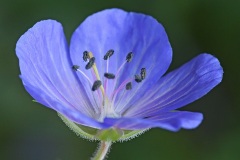 meadow-cranesbill_20Sep23