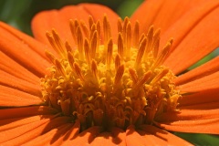 mexican-sunflower_28Jul22