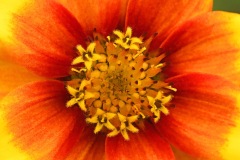 mexican-zinnia_13Sep25