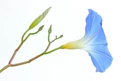 morning-glory_01Oct11