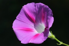 morning-glory_18Aug22
