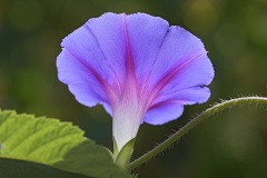morning-glory_25Aug25