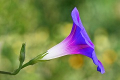 morning-glory_31Jul22