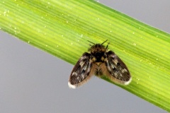 moth-fly_01May22