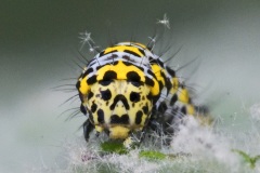 mullein-moth_01May24