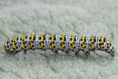 mullein-moth_02May24