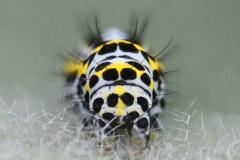 mullein-moth_30Apr24