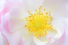 musk-rose_10Jun20